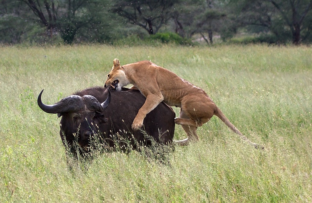 Death in the savanna